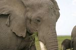 Amboseli NP