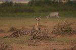 Amboseli NP