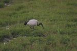 Amboseli NP