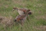 Amboseli NP