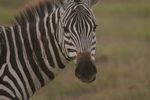 Amboseli NP