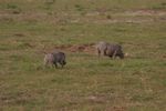 Amboseli NP