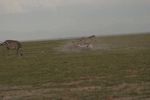Amboseli NP