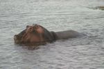 Amboseli NP