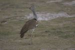 Amboseli NP