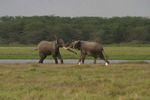 Amboseli NP
