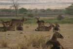 Amboseli NP