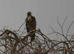 Amboseli NP