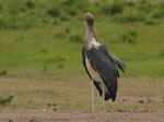 Amboseli NP