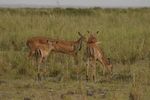 Amboseli NP