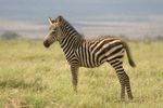 Amboseli NP