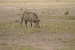 Amboseli NP