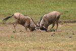 Amboseli NP