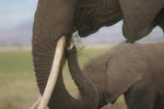 Amboseli NP