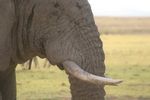 Amboseli NP