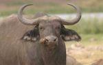 Amboseli NP