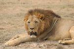 Amboseli NP