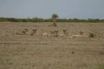 Amboseli NP