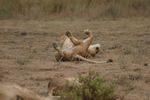 Amboseli NP