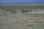 Amboseli NP