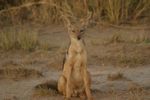 Amboseli NP