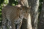 Nairobi Safari Walk Leopard