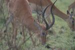 Nairobi NP