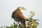 Nairobi NP