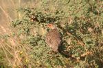 Nairobi NP