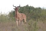 Nairobi NP