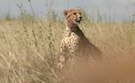 Nairobi NP