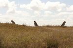 Nairobi NP