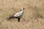 Nairobi NP