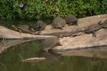 Nairobi NP