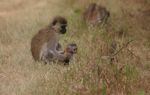 Nairobi NP
