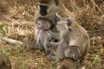 Nairobi NP