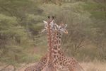 Nairobi NP