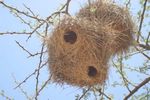 Webervogelnest
