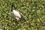 Lake Naivasha