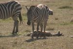 Masai Mara Game Reserve