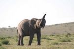 Masai Mara Game Reserve