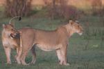Masai Mara Game Reserve