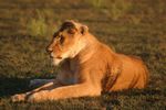 Masai Mara Game Reserve