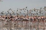 Lake Nakuru NP