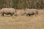 Lake Nakuru NP