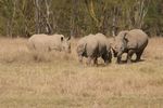 Lake Nakuru NP
