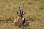 Lake Nakuru NP