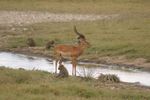 Lake Nakuru NP