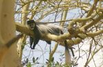 Lake Nakuru NP