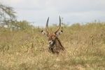 Lake Nakuru NP